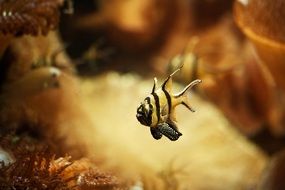 Exotic fish in the aquarium