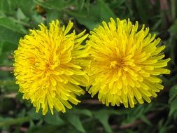 Two yellow dandelion flowers