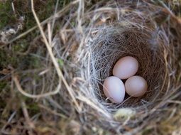 birds nest eggs