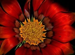 red flower with yellow core close up