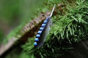 striped feather on spruce branch