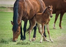 Horse family on a farm
