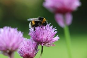 bumblebee on a purple flower on a blurred background