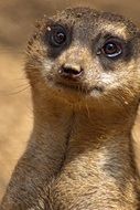 meerkat is a wild animal in africa