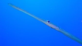 delighting fish sea