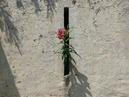 blooming plant with beautiful and colorful flowers on stone wall in Corsica, France