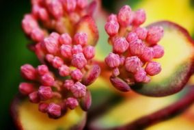 flower buds of a plant close up