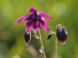 columbines in spring