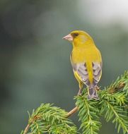 yellow wild bird