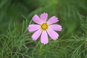 light pink flower like a daisy