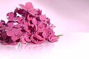 pink hydrangea on the table