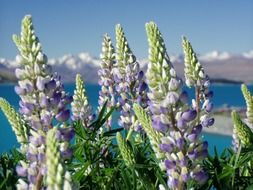 beautiful lupine on the background of a picturesque landscape