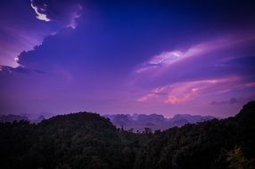 purple sky above the plants