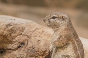 Gopher sits near the stone