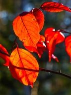 Bright autumn leaves in the sunlight