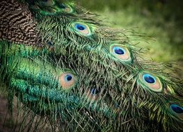 Colored peacock feathers close-up