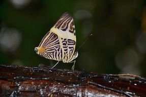 butterfly wing close-up