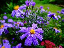 garden flowers after rain