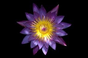 beautiful and delightful aquatic lotus