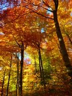 autumn forest with trees