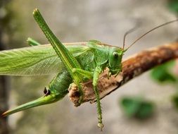 grasshopper on a tree