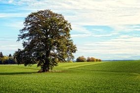 tree in the green meadow