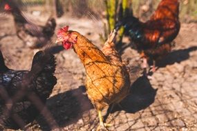 chickens in a farm