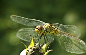dragonfly on a flower close up