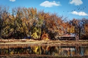 Beautiful and colorful Boxelder Trees in autumn