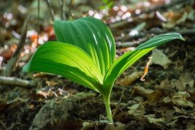 green sprout of lily of the valley