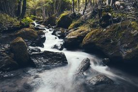 stormy creek in a forest