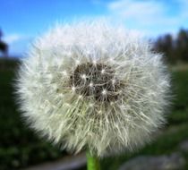 ball-shaped dandelion near the road close-up on blurred background