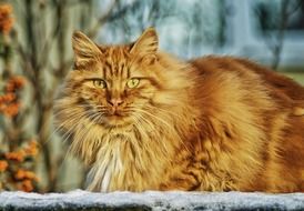 Big longhair red cat with expressive yellow eyes