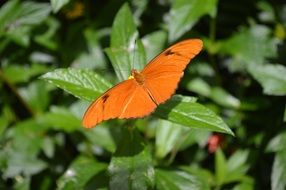 Bright Orange butterfly on green leaves