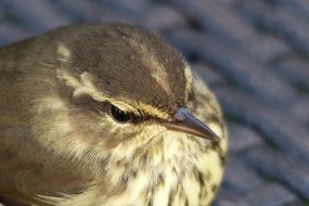 top view of head of small grey bird