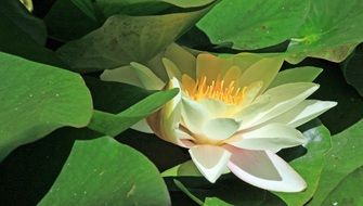 water lily bud under green leaves