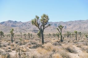 trees and shrubs in the desert