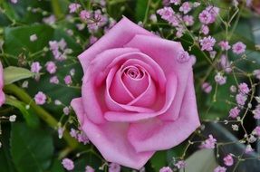 unusual purple rose