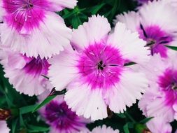 pink cloves close up