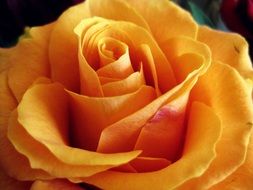 Close up view of a yellow rose