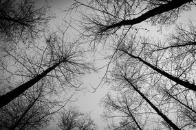 tall trees in the forest