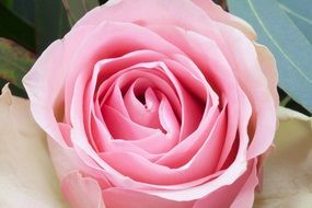 the composition of the pink rosebud