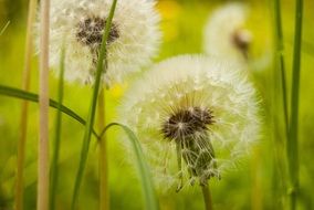 air dandelions