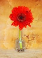 red flower in a vase