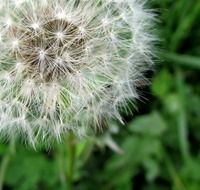 dandelion spring flower