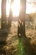 sunlight in the forest