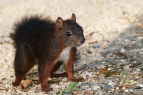 squirrel on the road
