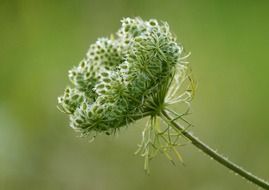 flowers nature plant spring