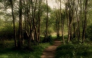 dark mystical forest, japan