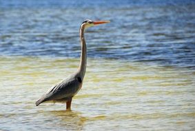 wild heron in the ocean water